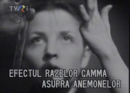 Efectul razelor gamma asupra anemonelor (1977)